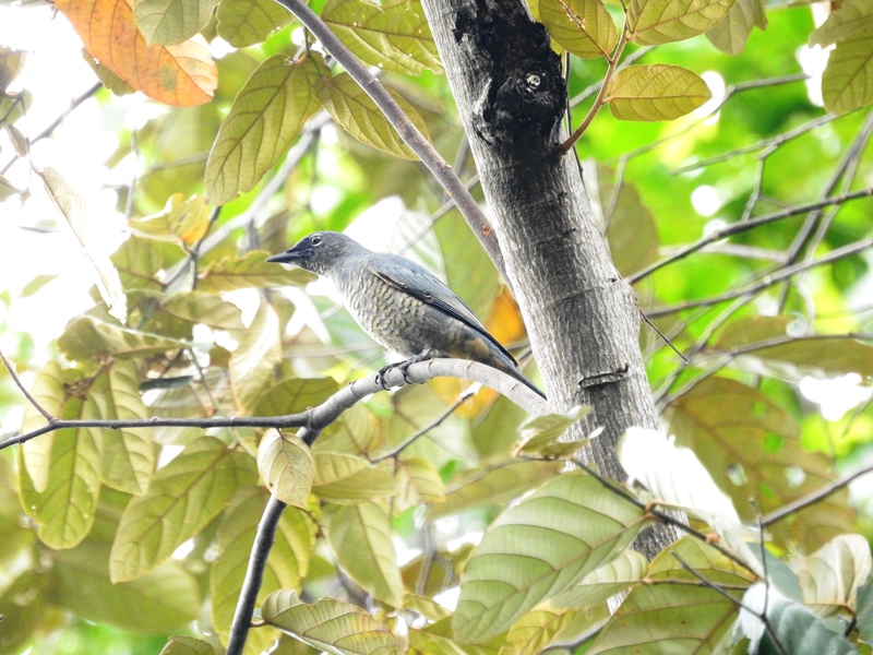 Kepudang Sungu Sulawesi Komiu Id