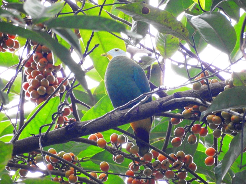 Walik Kembang Komiu Id