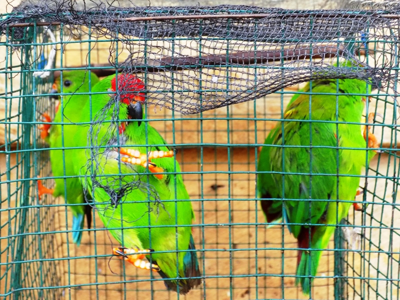 Harga Komoditas Petani Murah Picu Perburuan Satwa Endemik