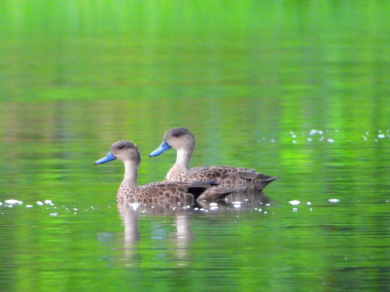 Yalangoch tartib tizzalari uyat